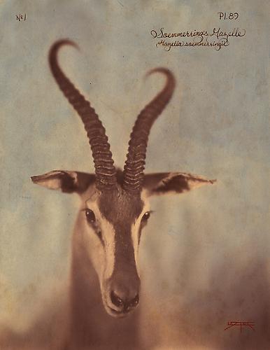 Soemmerrings Gazelle
2010
toned cyanotype with hand coloring