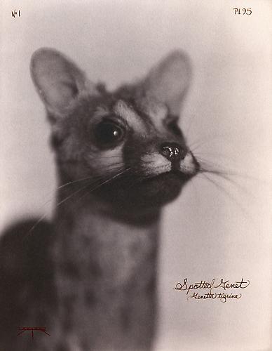Spotted Genet 
2007
toned cyanotype with hand coloring