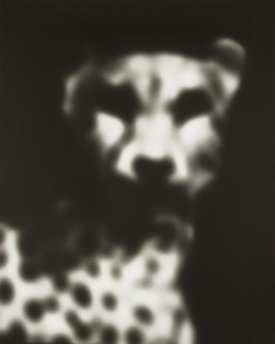 Cheetah
1997
gelatin silver print