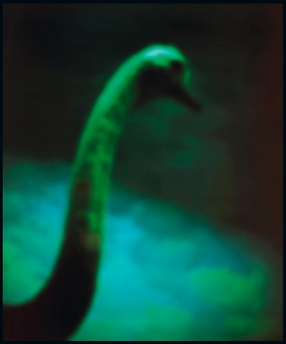 Ostrich
1997