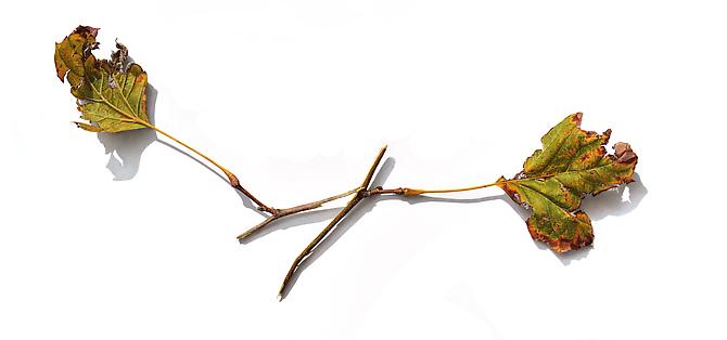 Sycamore Branches Series #2, 2012
Colored pencil on paper
10 x 21 inches