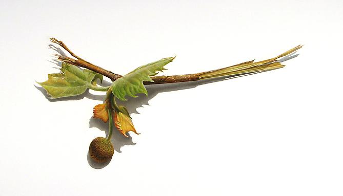 Sycamore Branches Series #1, 2012
Colored pencil on paper
13 1/2 x 21 1/2 inches