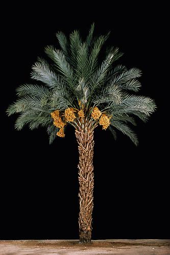  Tamar #1 (Date Palm) , 2011
C-Print
60 x 40.25 inches
Edition of 6