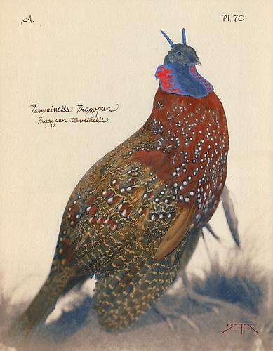 Temminck's Tragopan  
2005
toned cyanotype with hand coloring