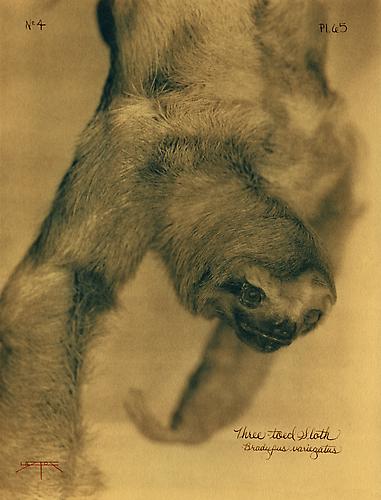 Three-Toed Sloth 2005toned cyanotype with hand coloring