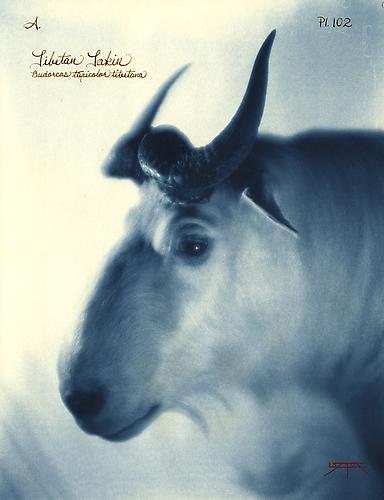 Tibetan Takin
2010
toned cyanotype with hand coloring
