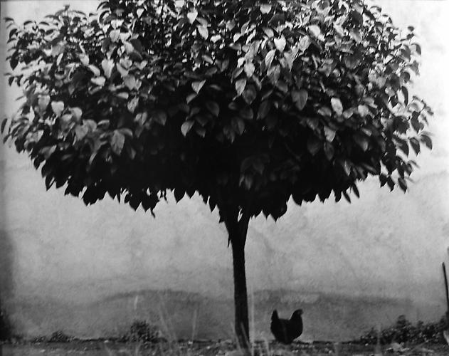 Tree and Chicken, France
1950
gelatin silver print