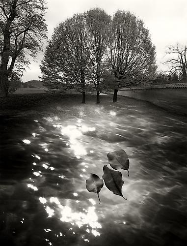 Untitled
2008
gelatin silver print