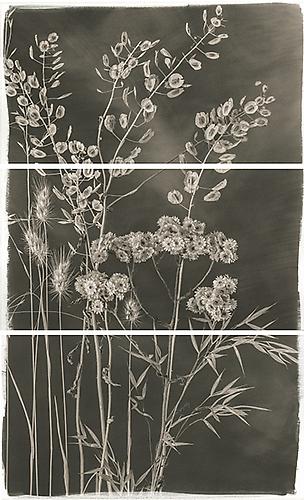 Valley Grasses V
2012
Platinum Palladium