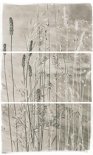 Valley Grasses VI
2012
Platinum Palladium