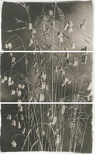Valley Grasses VII
2012
Platinum Palladium