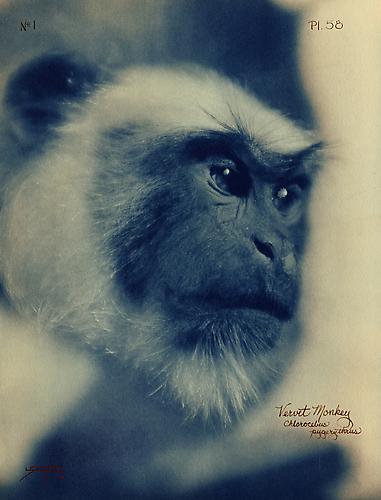 Vervet Monkey 
2005
toned cyanotype with hand coloring
