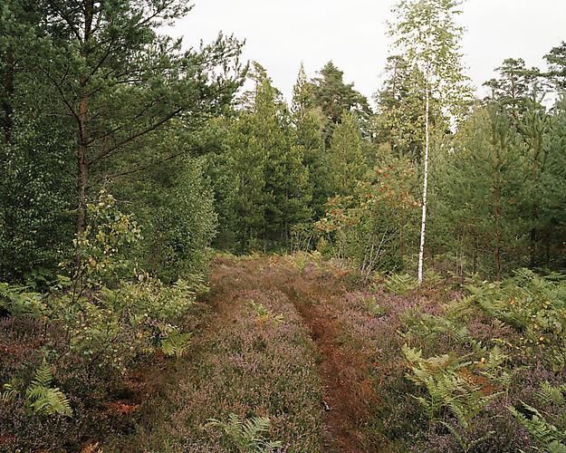 MEADOW 19 | MEADOW | 60 X 75 INCHES | 2012