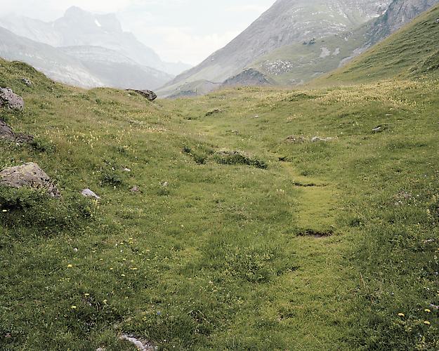 MEADOW 2 | MEADOW | C-PRINT | 60 x 75 INCHES | 2012