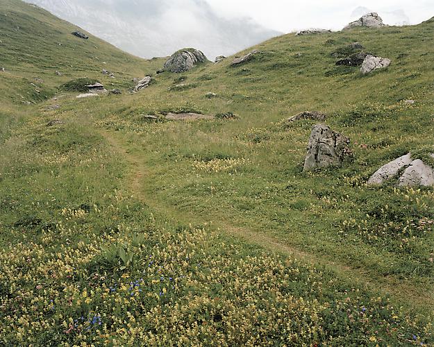 MEADOW 3 | MEADOW | C-PRINT | 60 x 75 INCHES | 2012