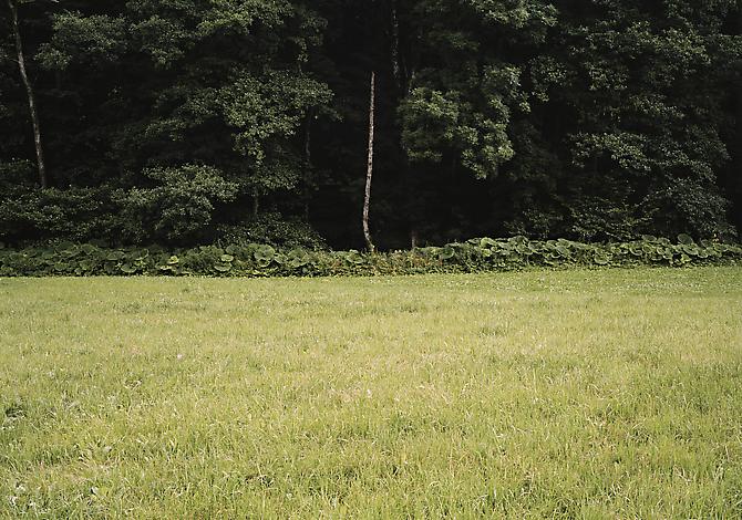 MEADOW 5 | MEADOW | 30 X 36 INCHES | 2012