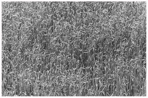 Wheat, Lancaster, Pennsylvania
1965
platinum/palladium print