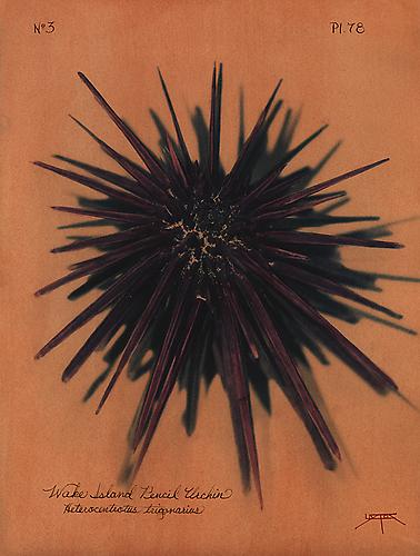 Wake Island Pencil Urchin 
2012
toned cyanotype with hand coloring