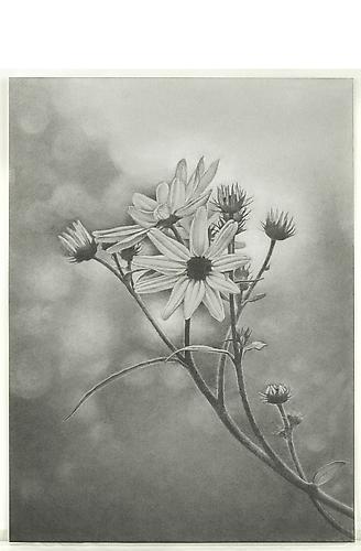 Wildflower, Central Park, 2011
Graphite on paper
18 x 13.375 inches
