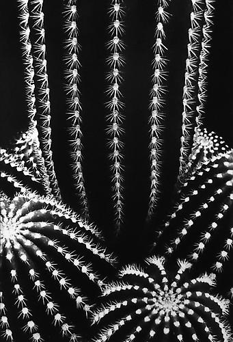 Cactus: Trichocereus Schickendantzil, San Jose, California
1976
gelatin silver print