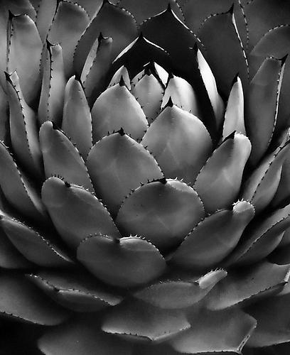 Succulent:Agave Parryi Var. Huachucensis, California
1969/printed 2000
gelatin silver print