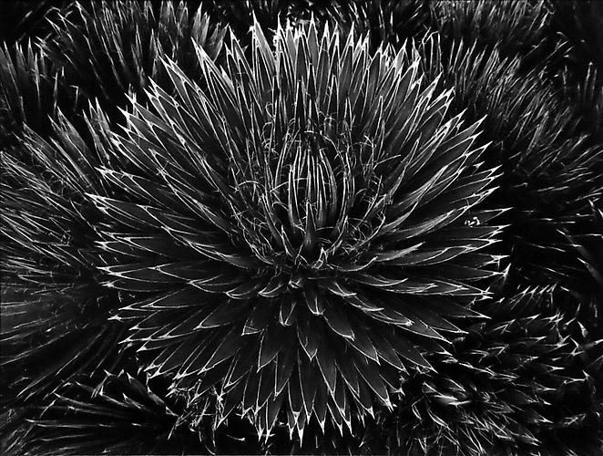 Succulent:Agave Filifera,San Mateo, California
1979/printed 2001
gelatin silver print