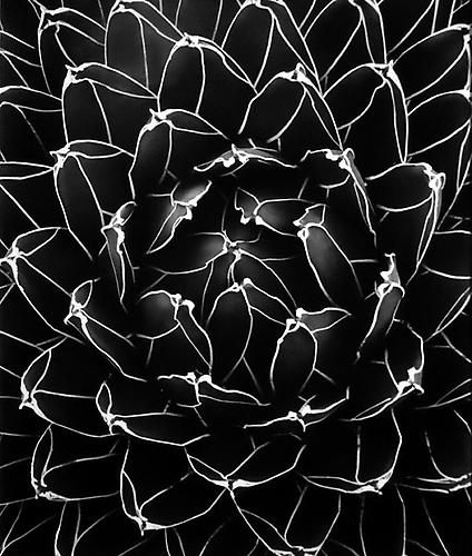 Succulent: Agave Victoriae-Reginae, Mexico
1975/printed 2005
gelatin silver print