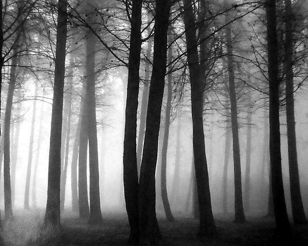 Trees in Fog
1962/printed 2001
gelatin silver print