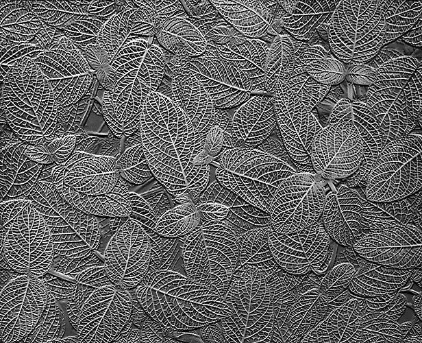 Tropical Leaves, Fittonia Agyroneura, California
1958/printed 2005
gelatin silver print