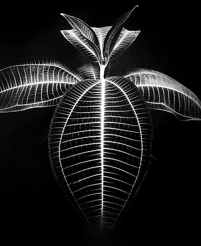 Miconia Magnifica, California
1977/printed 2002
gelatin silver print
