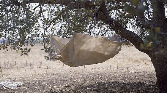 Perchance to Dream