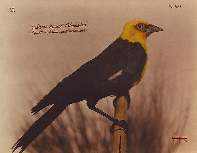 Yellowheaded Blackbird
2010
toned cyanotype with hand coloring