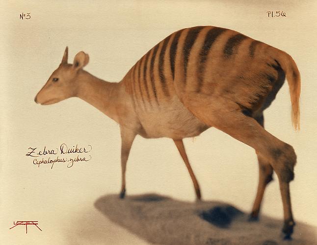 Zebra Duiker 
2005
toned cyanotype with hand coloring