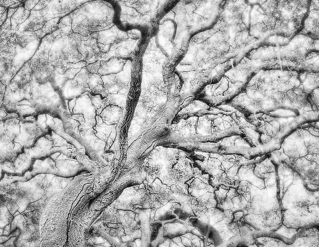 Coastal Live Oak and morning Fog
gelatin silver print