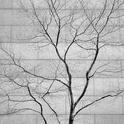Tree and Wall
gelatin silver print
