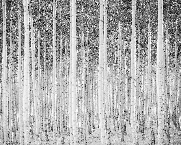 Poplar Grove, Dusk
gelatin silver print