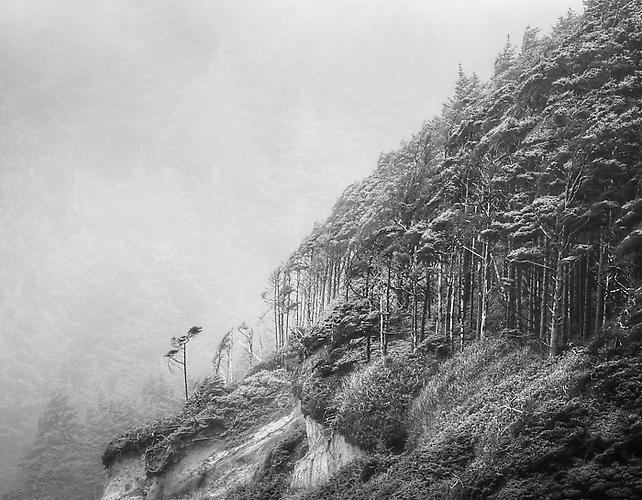 Windswept Trees, Pacific Coast
gelatin silver print