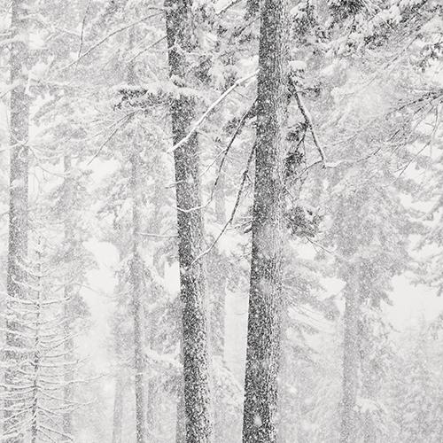 Two Trees and Falling Snow
2010