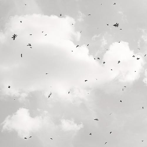 Falling Leaves
2005
gelatin silver print