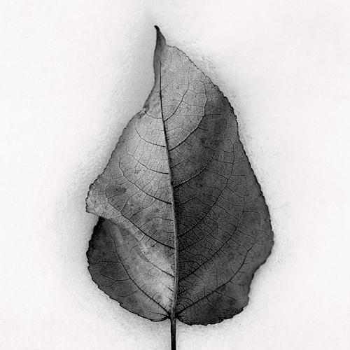 Aspen Leaf in Snow
2001
gelatin silver print