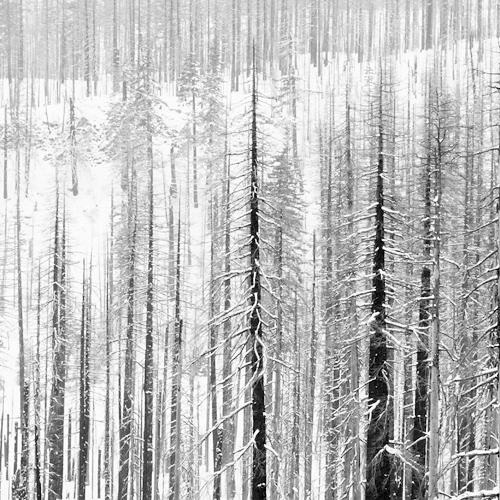 Burned Trees in Snow
2009
gelatin silver print