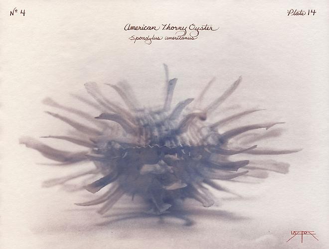 American Thorny Oyster
2003
toned cyanotype with hand coloring
