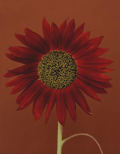 Helianthus annuss 'Autumn'
2005
pigment print