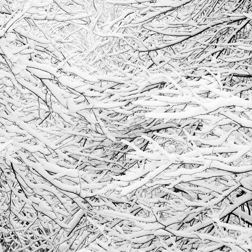 Woven Branches
2005