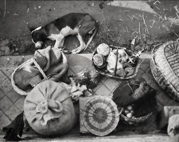 Sleepy dog
1931
printed later
gelatin silver print
