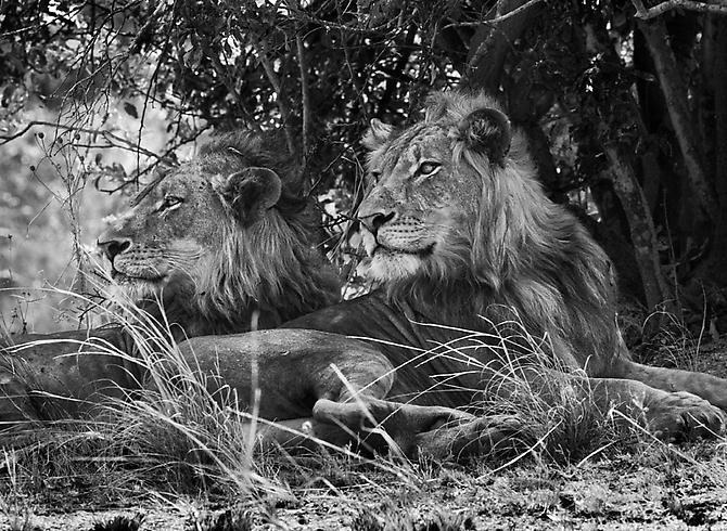 Kafue National Park, Zambia [lion]
2010
gelatin silver print