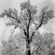 Ansel Adams