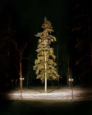 DOUGLAS FIR 4 | C-PRINT | 30 X 40 INCHES | 2002