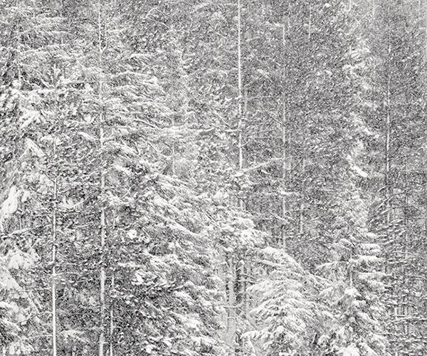 Powdered Trees
2009
gelatin silver print