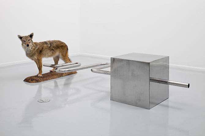 Fear of Falling 
2010
Stainless steel, taxidermy coyote
29 x 47 x 95 inches